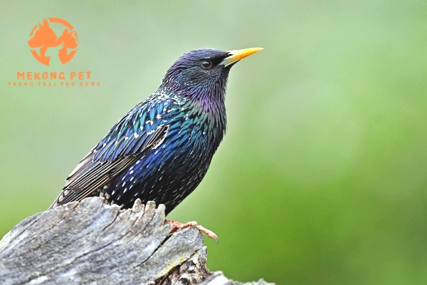 Thị trường nuôi và chơi chim sao rất da dạng, nhiều người chơi và mua bán